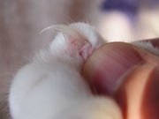 Close-up of a cat's claw, with the quick clearly visible