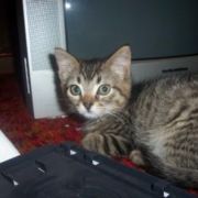 A mackerel tabby clearly showing the characteristic "M" of the breed.