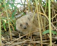 European HedgehogErinaceus europaeus