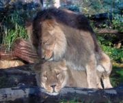 Chandra and Moti, the asiatic lions at Bristol Zoo