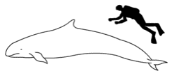 Size comparison against an average human