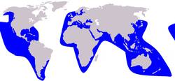 False Killer Whale range