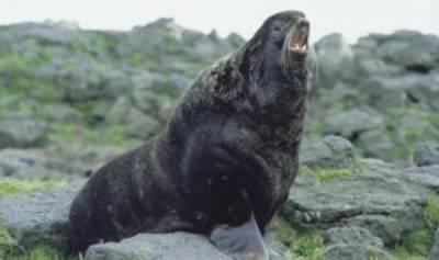 Northern Fur Seal Bull, St Paul Island, 1992 photo by Rolf Ream, NMML.