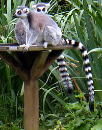 Ring-tailed Lemur, a strepsirrhine primate