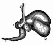 Magen eines Hausrindes. a: Speiseröhre b: Pansen c: Netzmagen d: Blättermagen e: Labmagen f: Darm