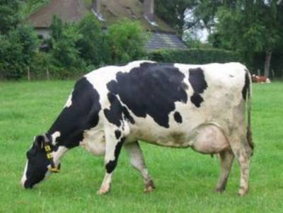 Milchkuh beim Grasen