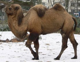 Trampeltier (Camelus  bactrianus)