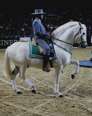 Ein Hauspferd (Equus caballus) - hier ein andalusischer Hengst mit Reiter