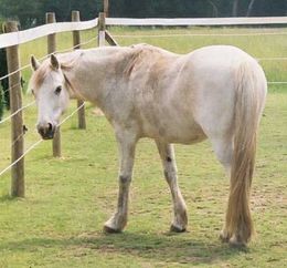 Ein Pferd auf einer Weide