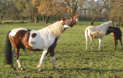 Typisches Verhalten eines Hengstes in Anwesenheit rossiger Stuten; so gen. Flehmen