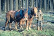 Rckepferde bei der Waldarbeit im Siebengebirge