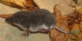Sumpfspitzmaus (Neomys anomalus)