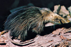 Kubanischer Schlitzrssler (Solenodon cubanus)