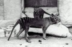Der letzte bekannte Beutelwolf starb 1936 in einem Zoo in Tasmanien