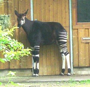 Okapi (Klner Zoo)