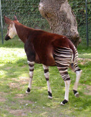 Okapi im Zoo von Bristol in England