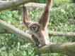 Gibbons haben die lngsten Arme aller Primaten