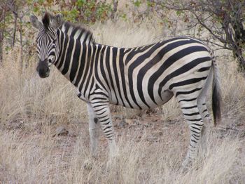 Zebra im sdafrikanischen Krgerpark