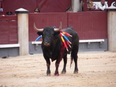 Toro en una corrida