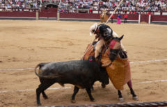 Picador