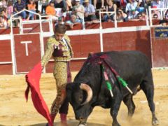 Joven Torero en un lance de la corrida, en Alcal la Real, Jan, Espaa.