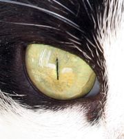 El iris caracterstico de los gatos durante la exposicin de un espcimen a la luz del da. En el extremo inferior derecho, se puede apreciar parte de la membrana nictitante.