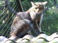 Felis silvestris silvestris