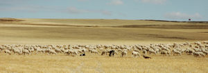 Rebao de ovejas en la Meseta Central.