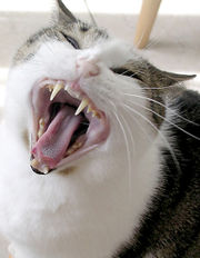 Chat qui bille, dcouvrant ses canines