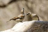 Yellow-throated Sparrow