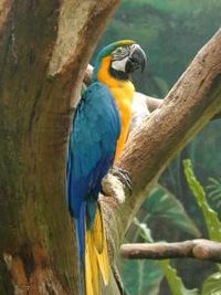 Jurong BirdPark, Singapore