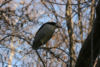 Adult