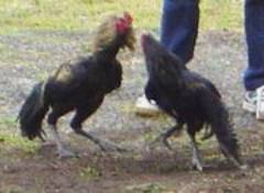 Training for a cockfight in Hell-Bourg on Runion Island