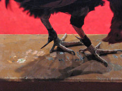 Spurs taped and tied onto cocks