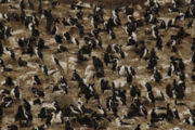 Cormorants in Beagle Channel