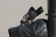 Hooded crow searching for food from punctured wastebag