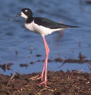 The Black-necked Stilt.