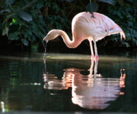 At the Adelaide Zoo