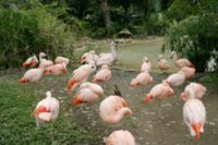 Group of Chilean Flamingos at the Houston Zoo