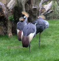 Cranes at Edinburgh Zoo
