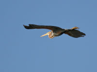 In flight