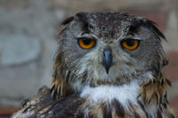 Face of Eagle Owl.