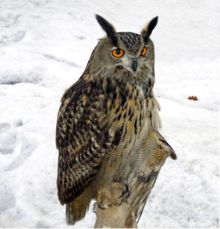 Eagle Owl in winter.