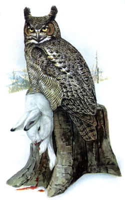 Great Horned OwlBubo virginianus