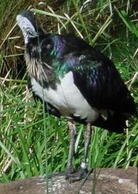 Straw-necked Ibis