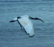 Sacred Ibis