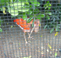Young Scarlet Ibis behind a fence