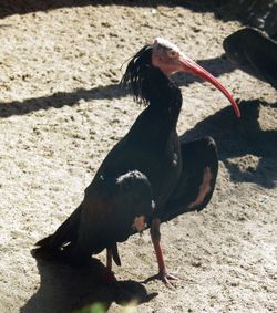 Northern Bald Ibis