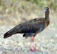 Black  Ibis, Gujarat, India