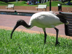 Australian White Ibis, Darling Harbour, Sydney